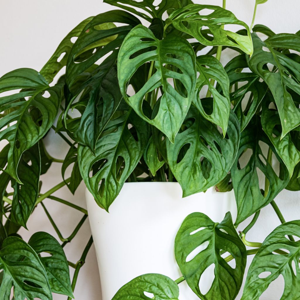 Monstera adansonii
