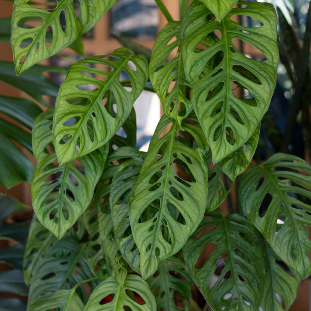 Monstera adansonii