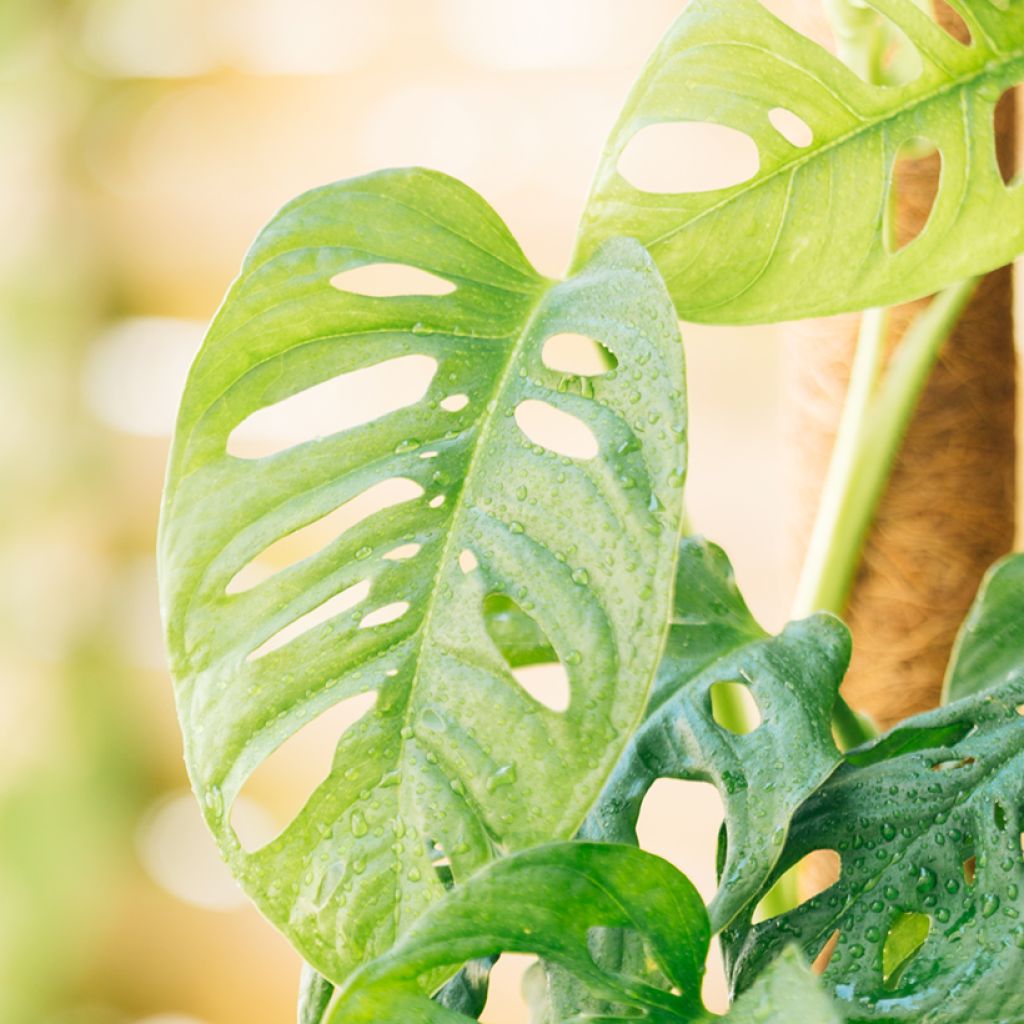 Monstera adansonii
