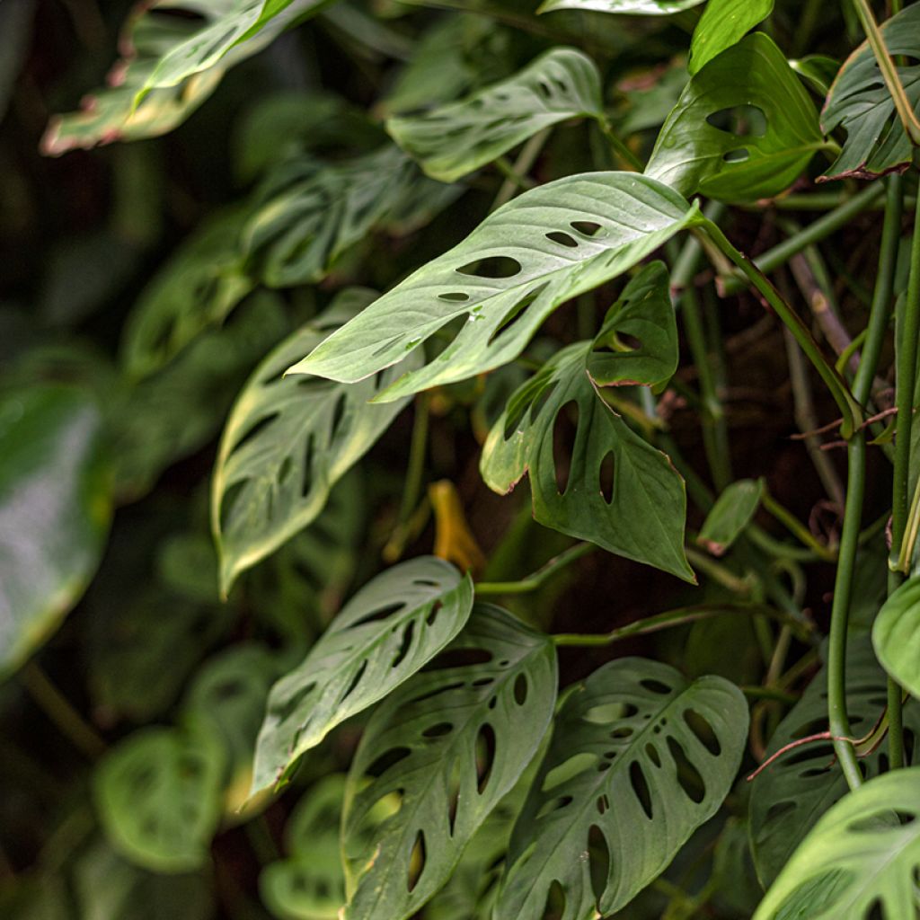 Monstera adansonii