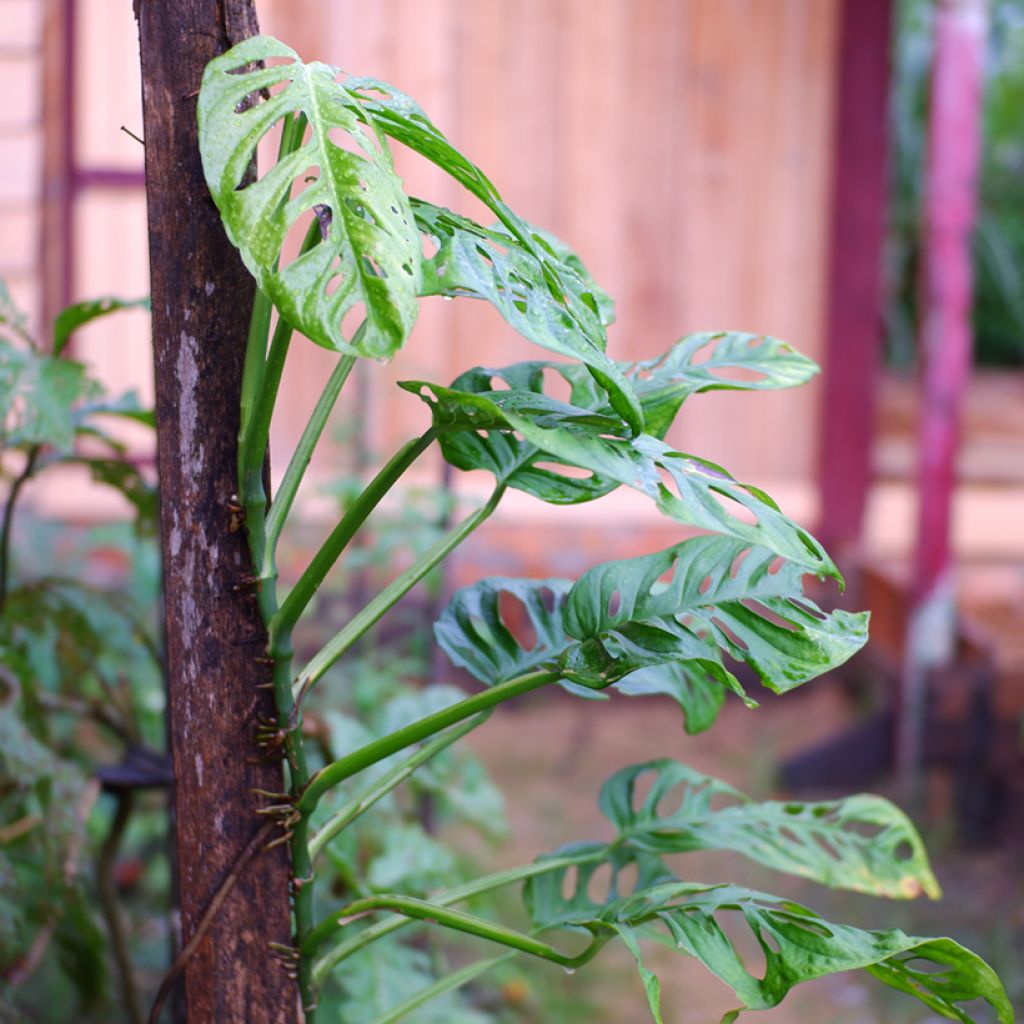 Monstera adansonii