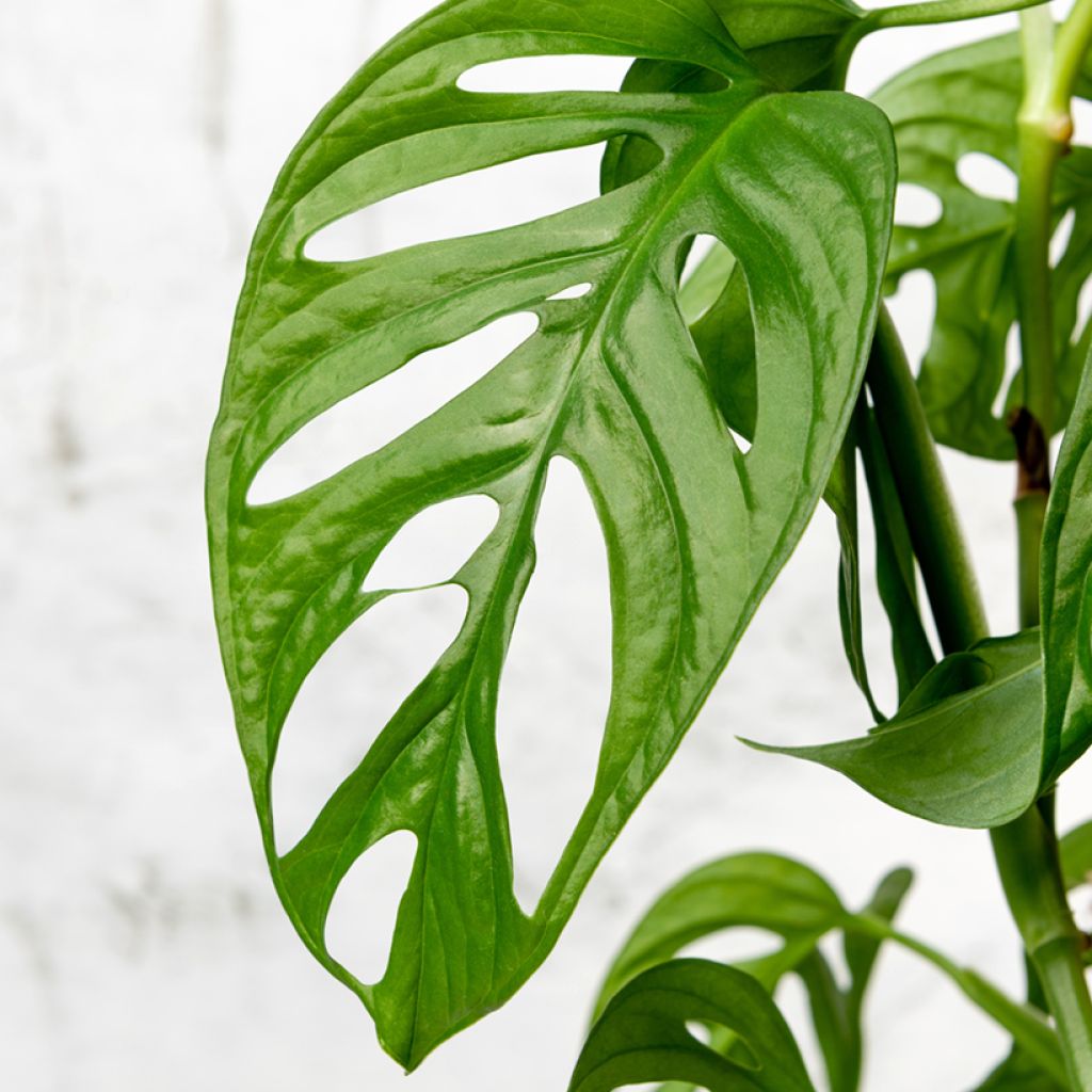 Monstera adansonii