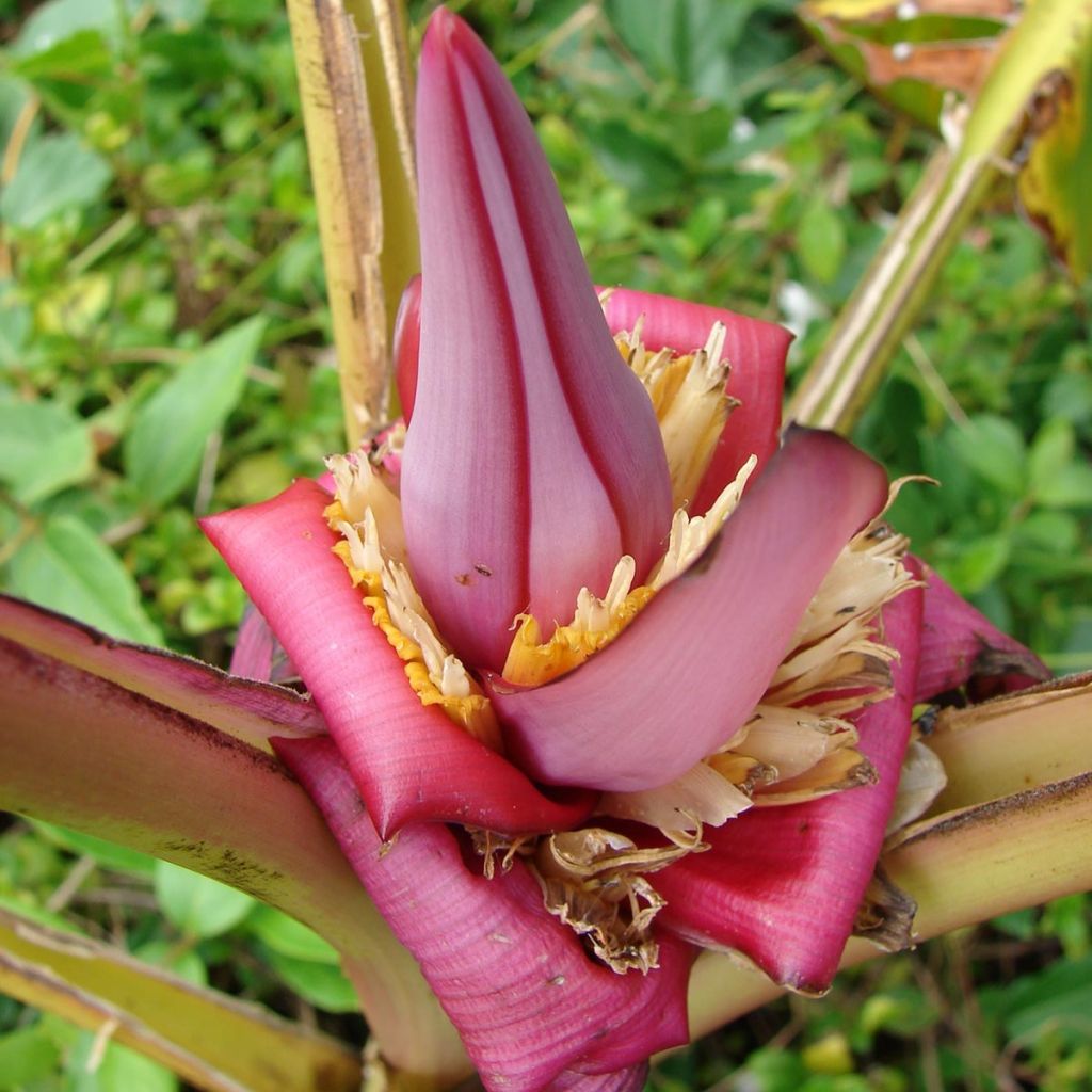 Musa velutina - Plátana rosa