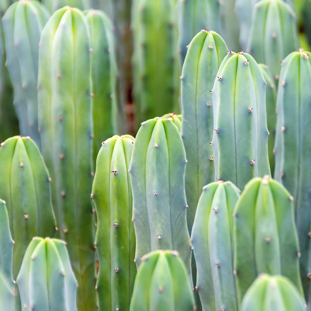 Cactus - Myrtillocactus geometrizans