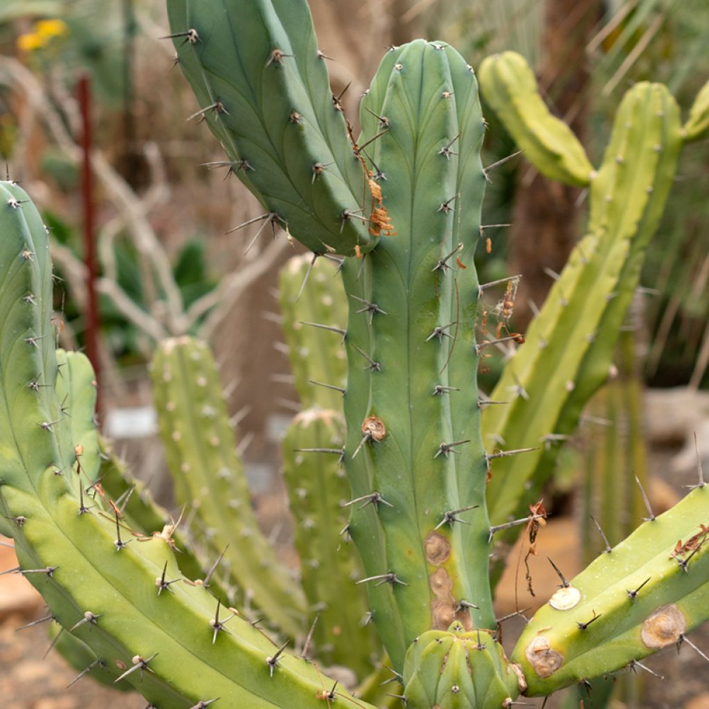 Cactus - Myrtillocactus geometrizans
