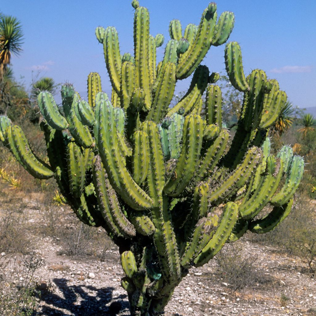 Cactus - Myrtillocactus geometrizans