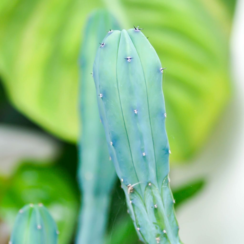 Cactus - Myrtillocactus geometrizans