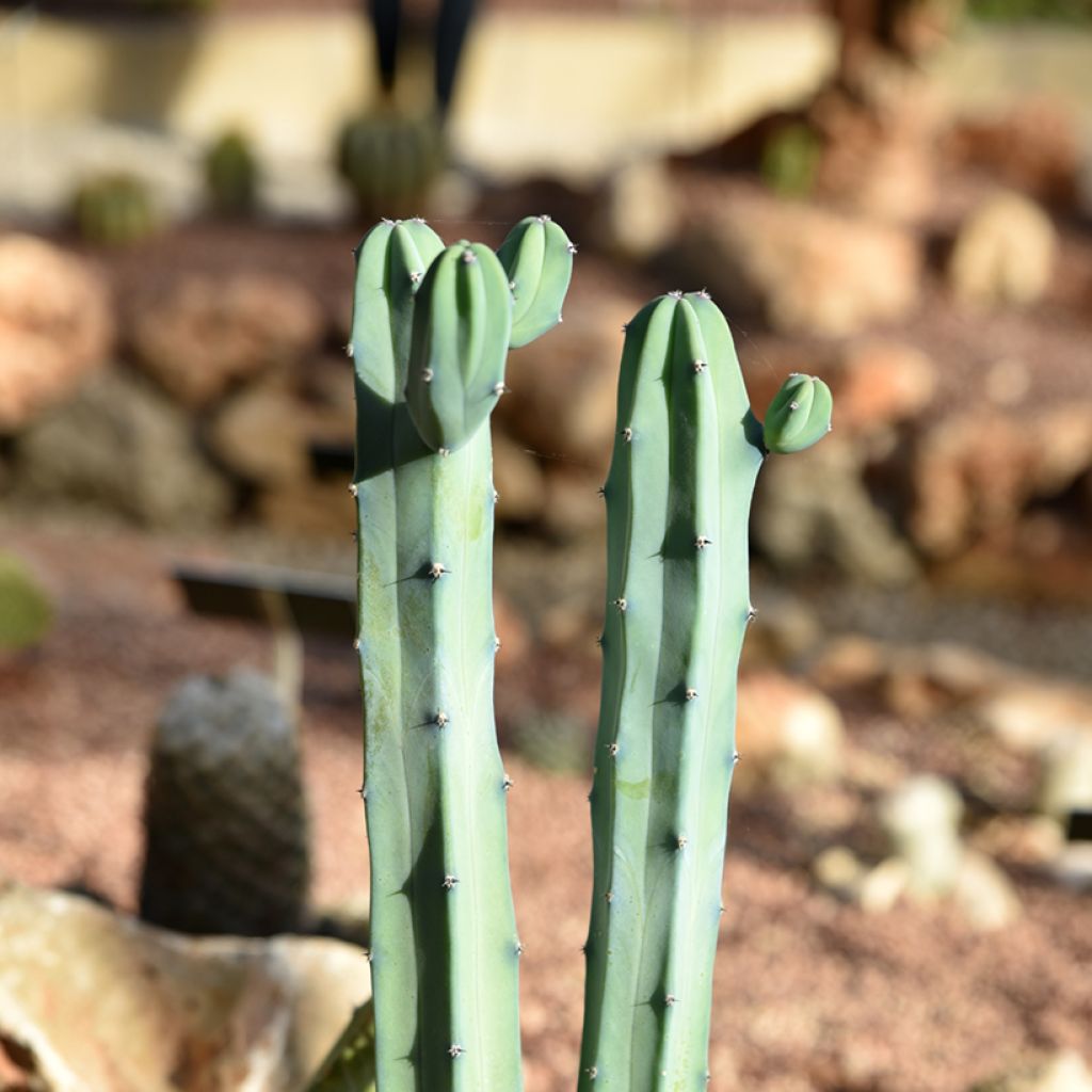 Cactus - Myrtillocactus geometrizans
