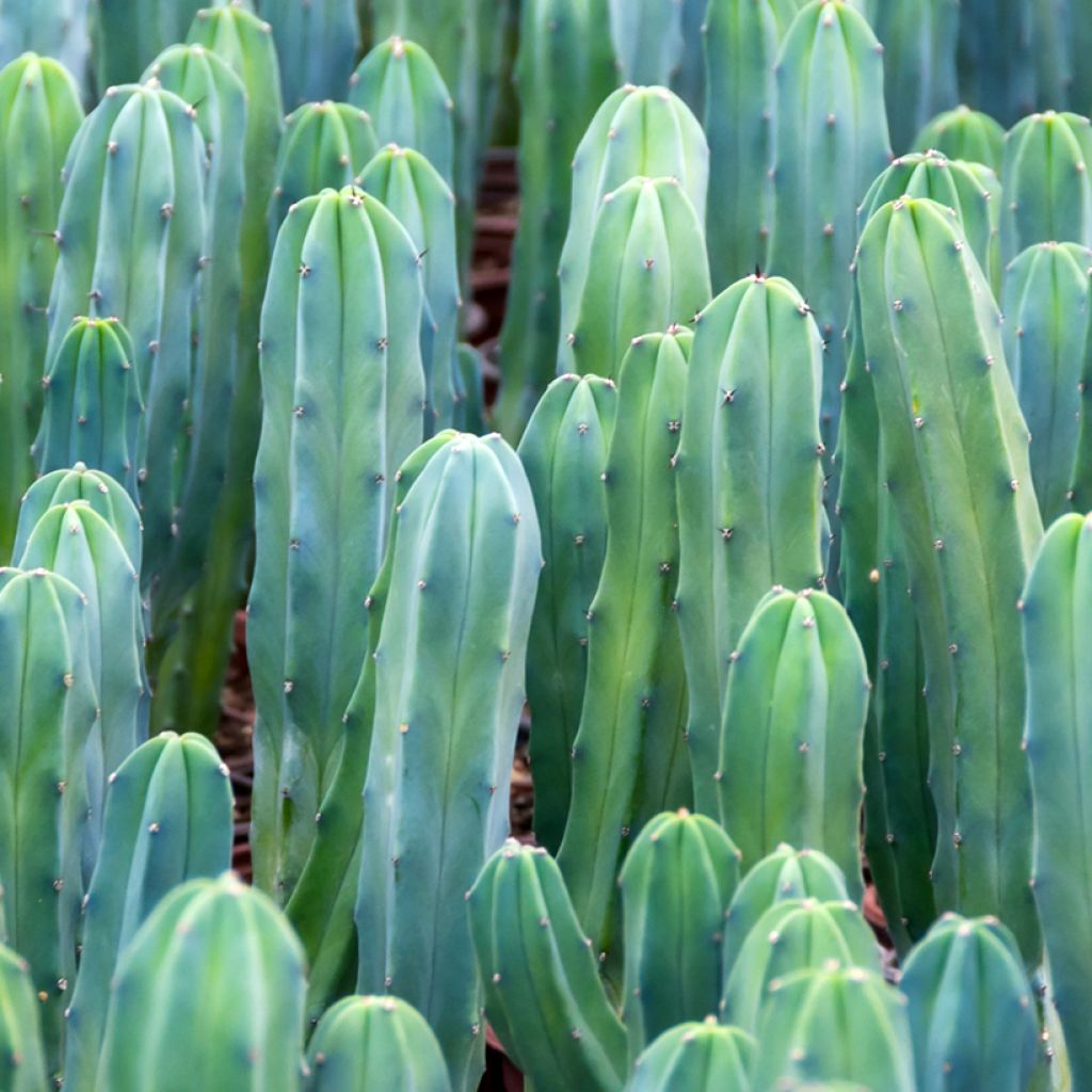 Cactus - Myrtillocactus geometrizans