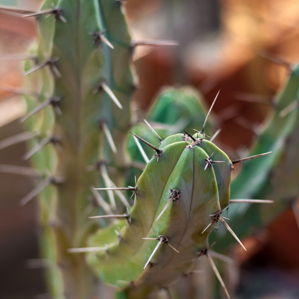 Cactus - Myrtillocactus geometrizans