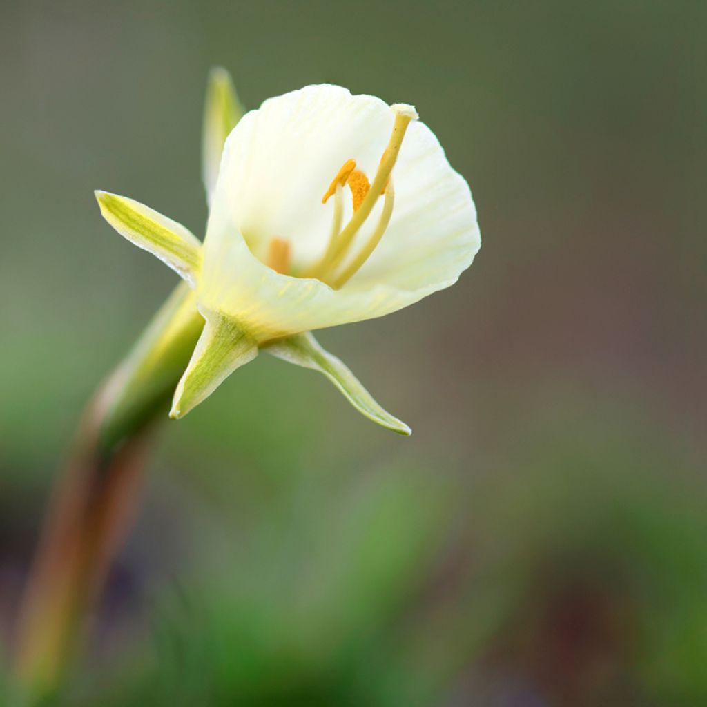 Narciso bulbocodium Falda Blanca