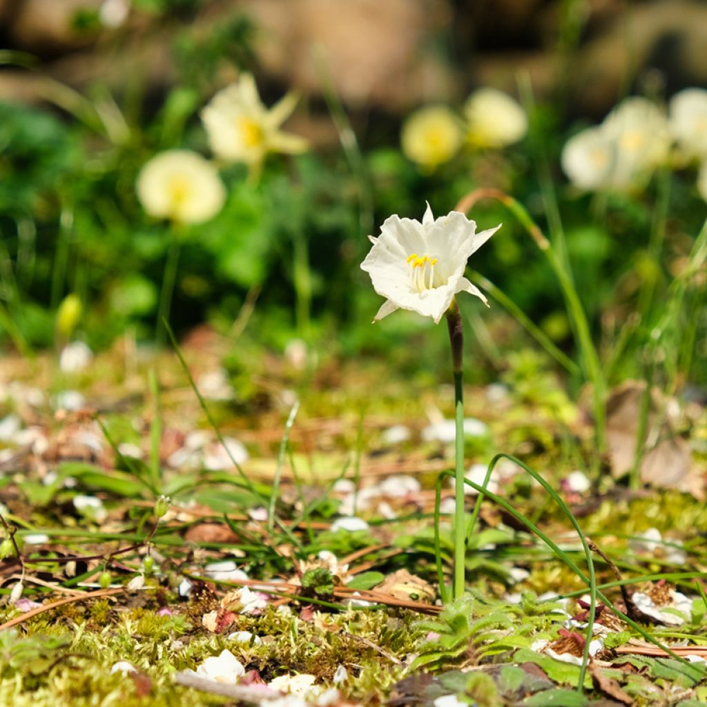 Narciso bulbocodium Falda Blanca