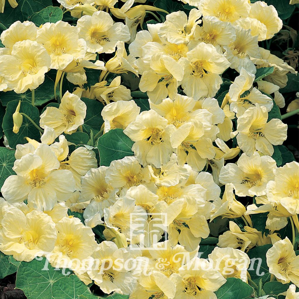 Semillas de Capuchina enana Milkmaid - Tropaeolum majus