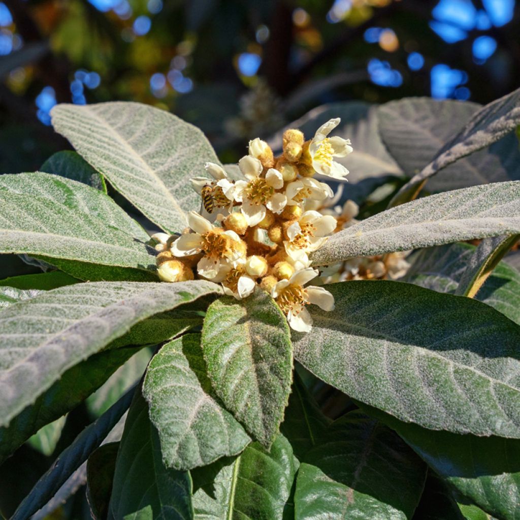 Néflier du Japon Argelino - Eriobotrya japonica