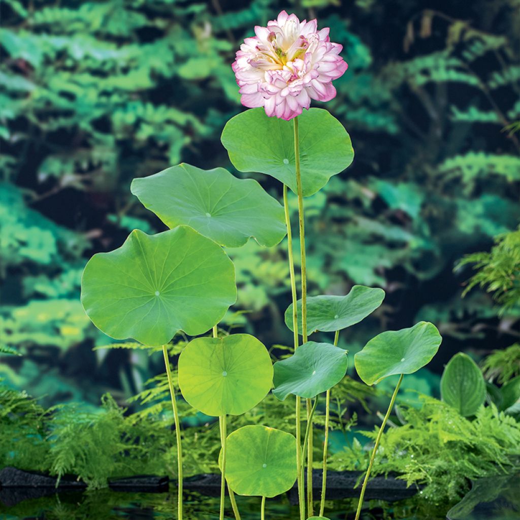 Nelumbo nucifera rosada - Flor de loto