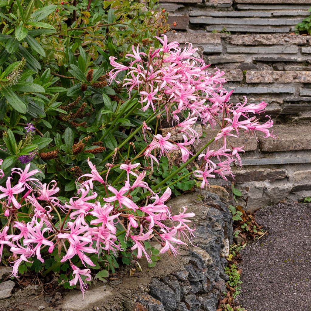 Nerine bowdenii Amandi - Guernsey Lily, Bowden Lily