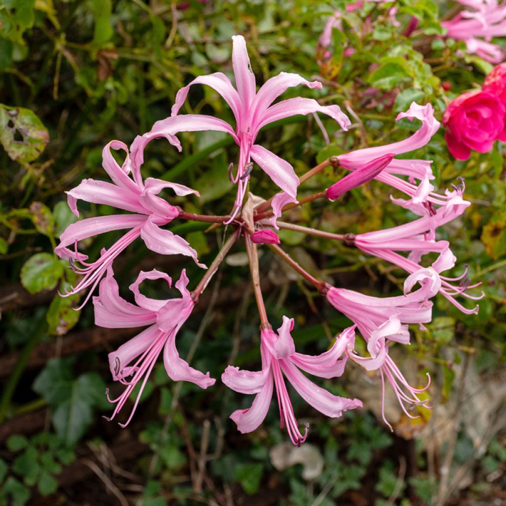 Nerine bowdenii Amandi - Guernsey Lily, Bowden Lily