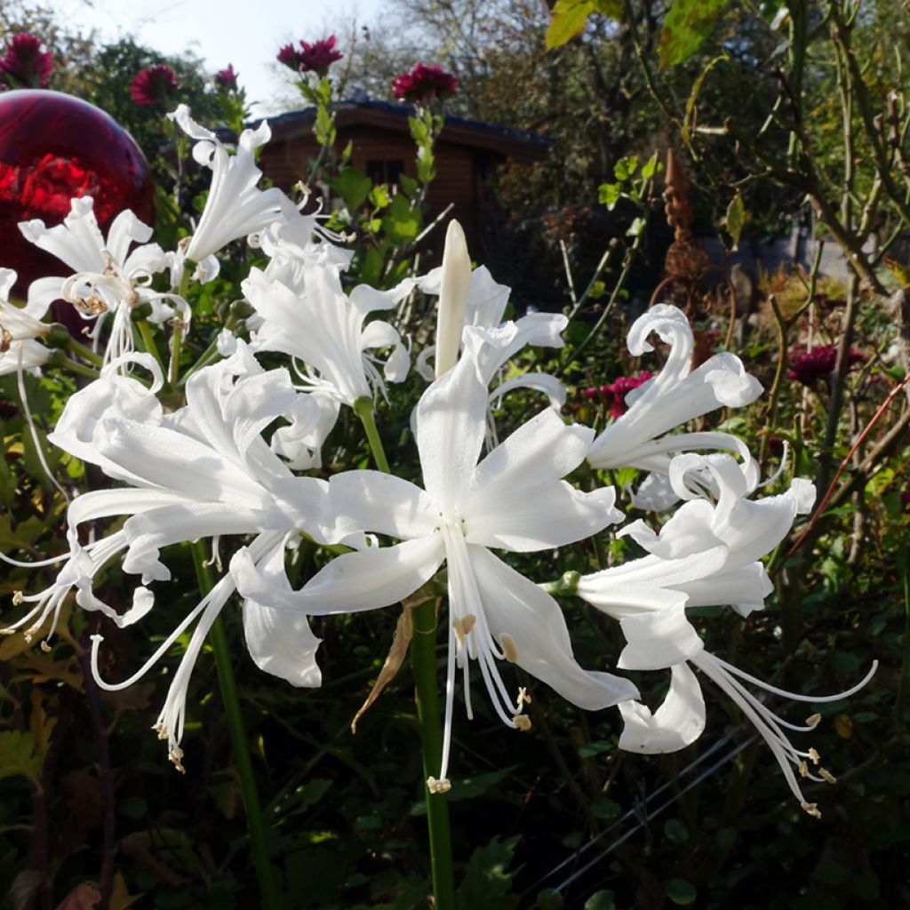 Nerine bowdenii Bianca Perla - Guernsey Lily, Bowden Lily