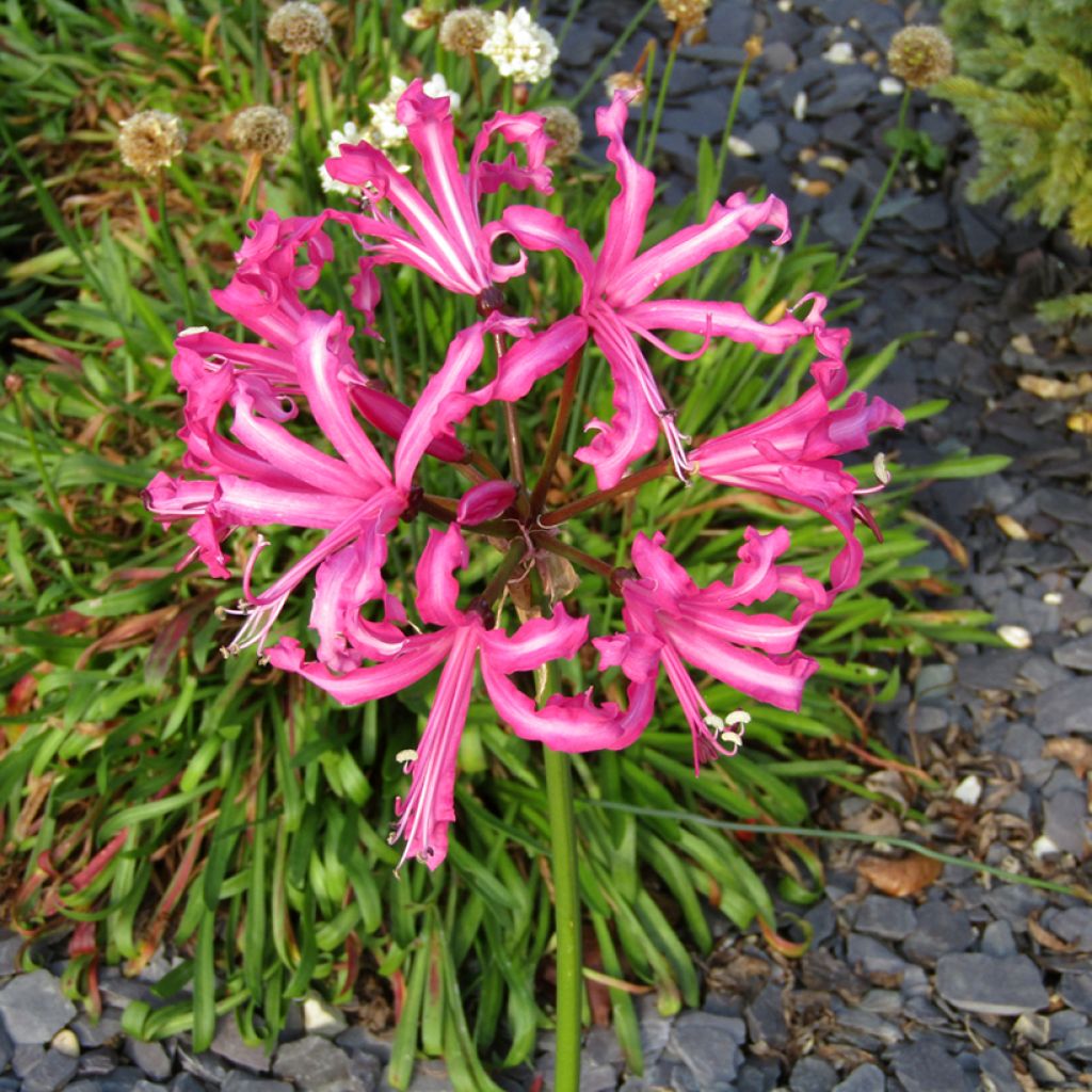 Nerine bowdenii Favourite - Guernsey Lily, Bowden Lily