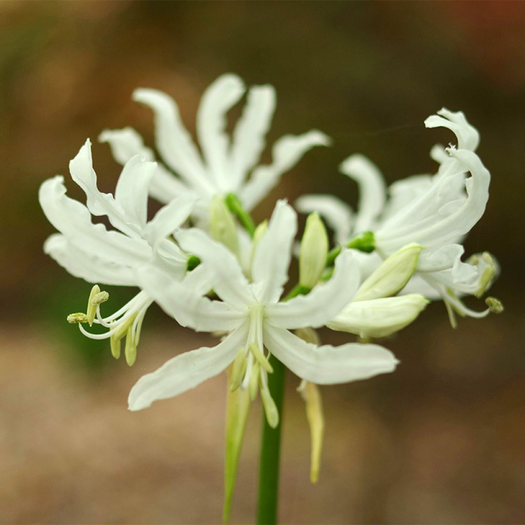 Nerine bowdenii Like a Virgin - Lis de Guernesey, Fleur du Cap, Nérine de Bowden