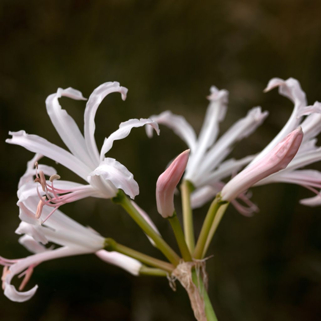 Nerine bowdenii Ostara K - Lis de Guernesey, Fleur du Cap, Nérine de Bowden