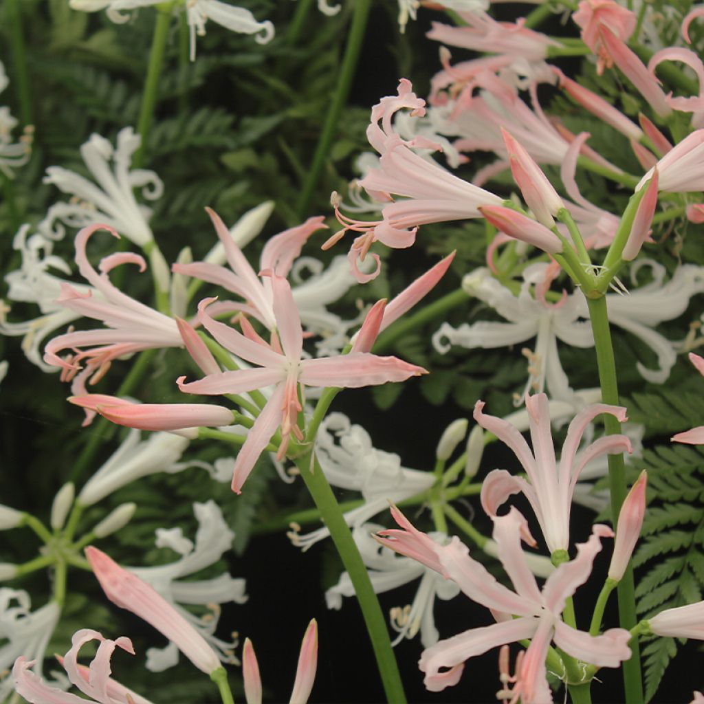 Nerine bowdenii Vesta K - Lis de Guernesey, Fleur du Cap, Nérine de Bowden