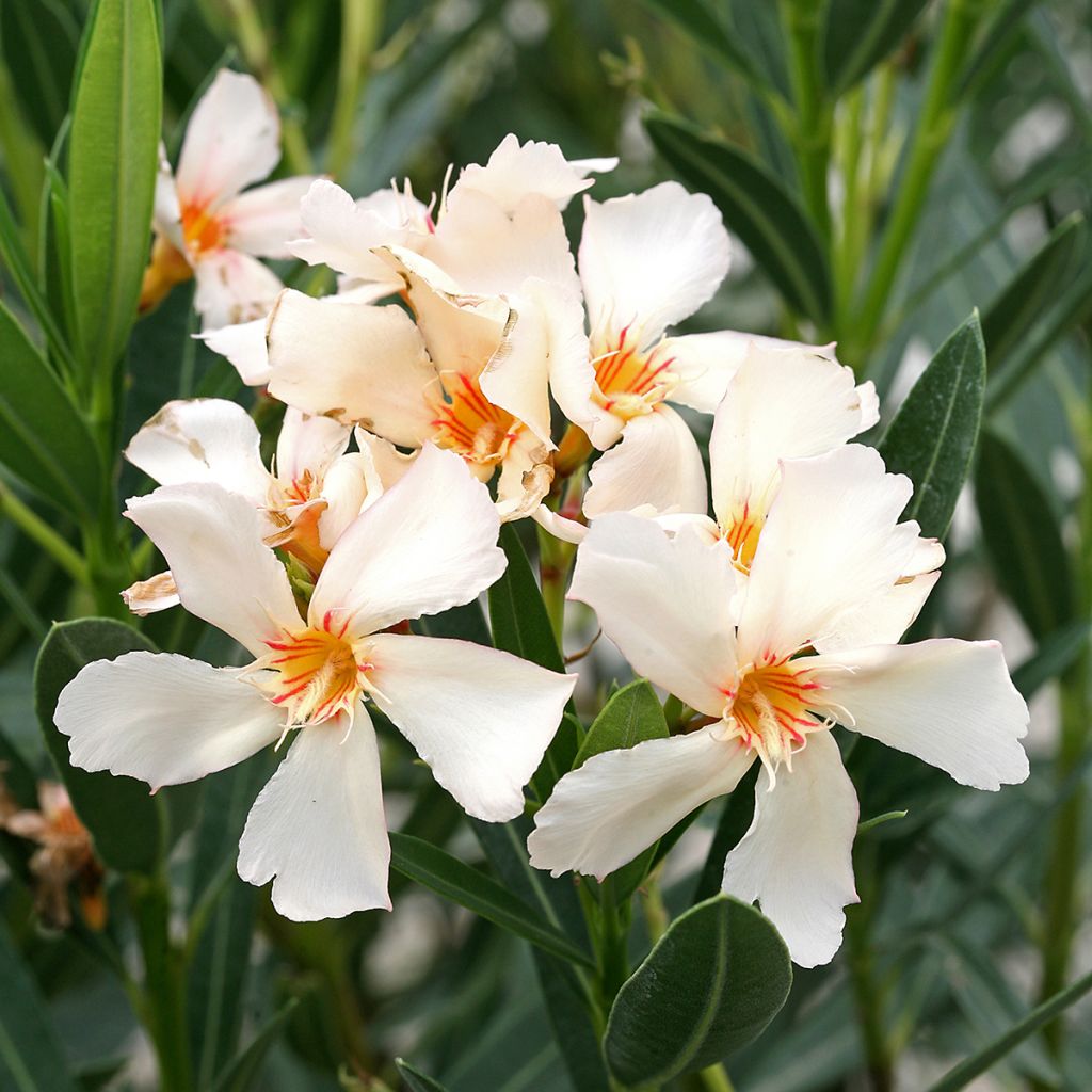 Adelfa amarilla - Nerium oleander Angiolo Pucci
