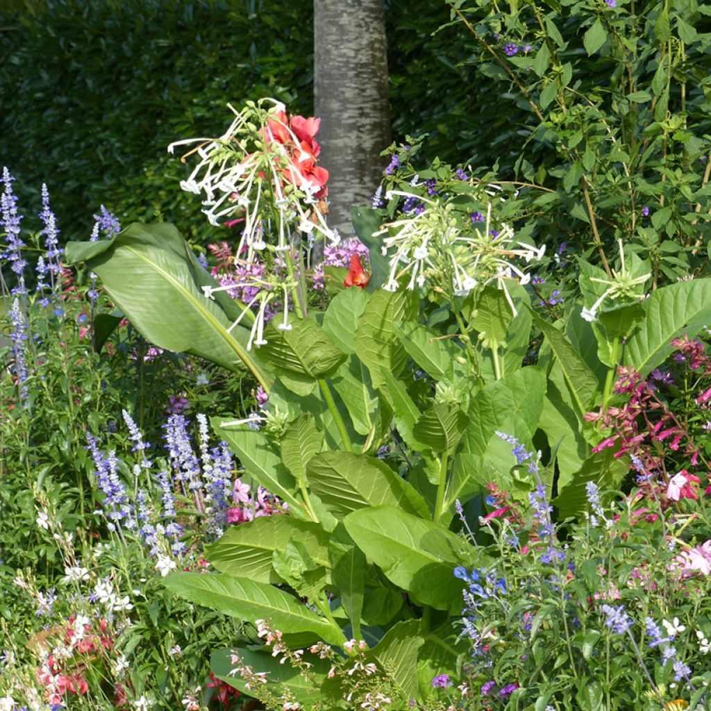 Nicotiana sylvestris - Tabaco del bosque