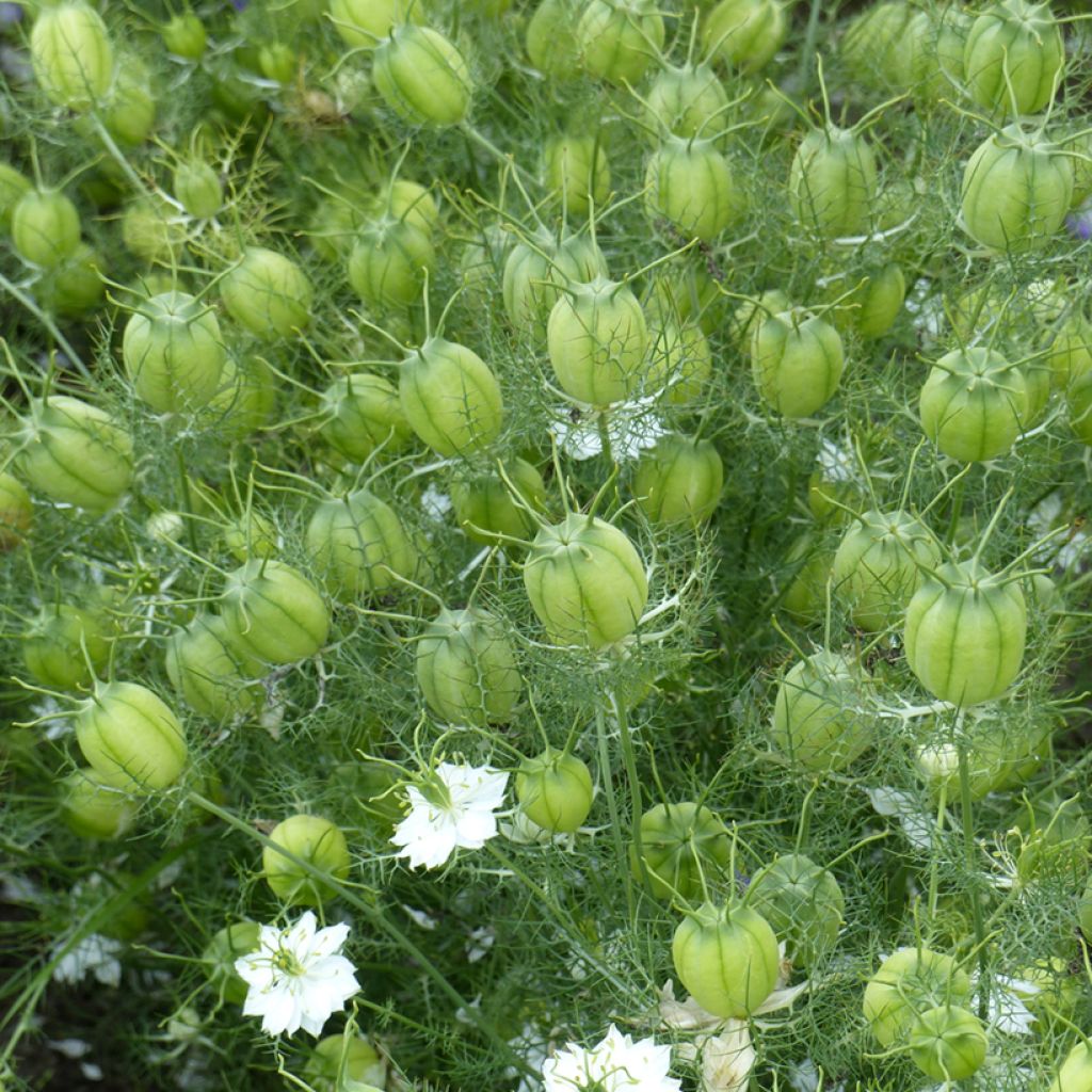 Arañuela Green Pod BIO - Nigella damascena