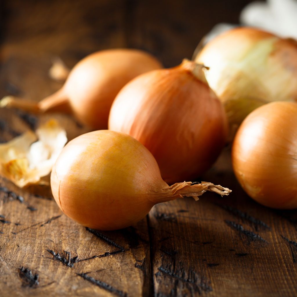 Cebolla Amarilla de Mulhouse