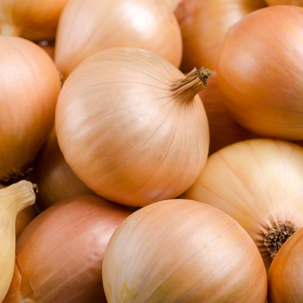 Cebolla Supasweet
