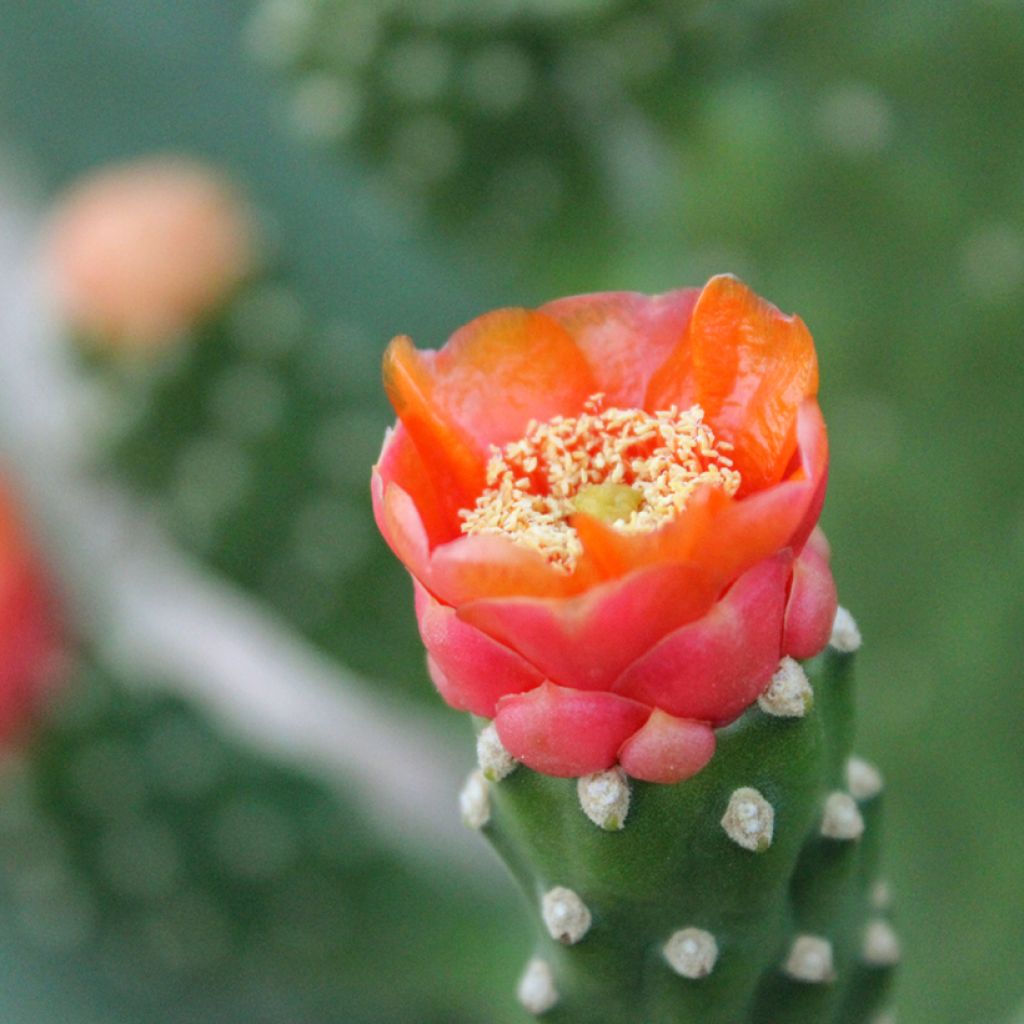 Opuntia aciculata - Cactus raquette