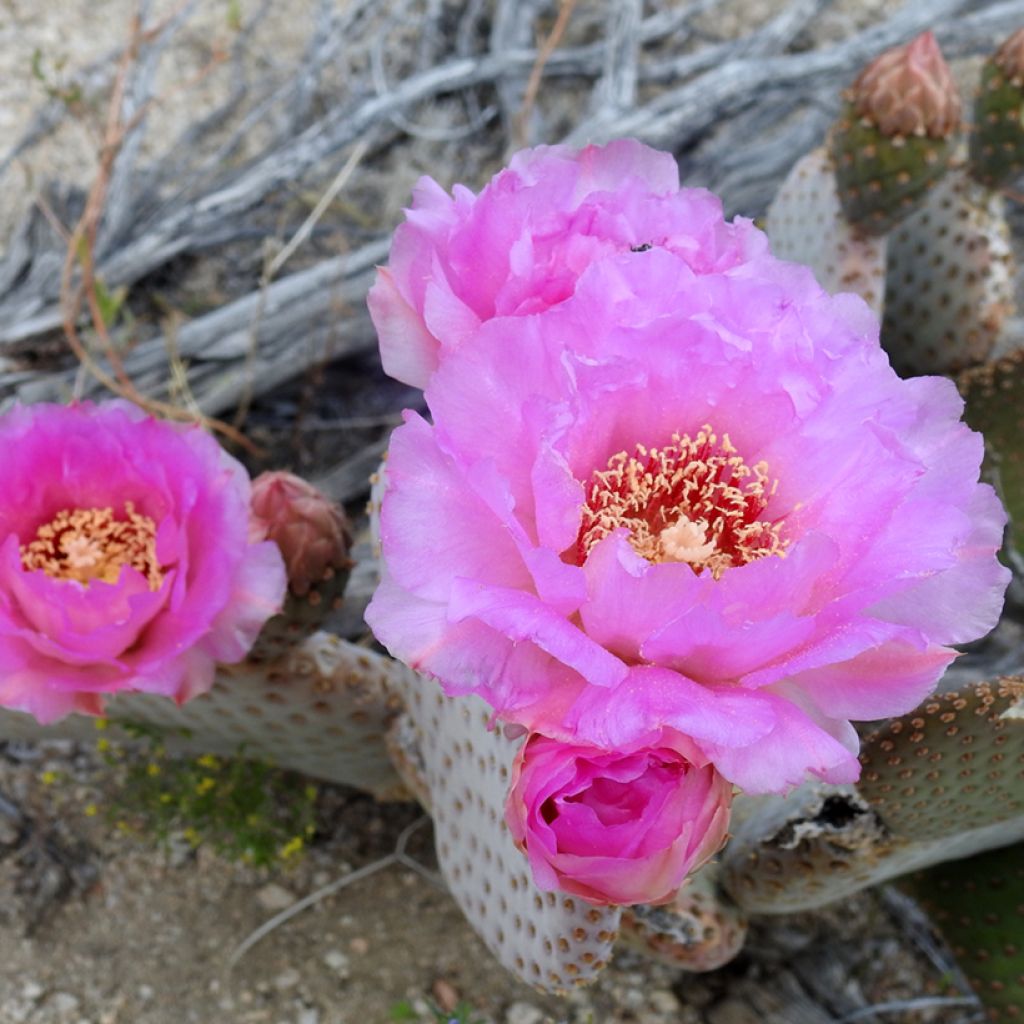 Opuntia basilaris - Cactus raquette