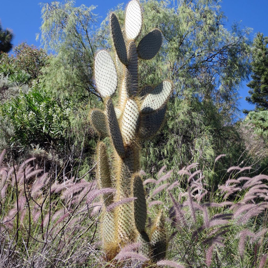 Opuntia leucotricha - Cactus raquette