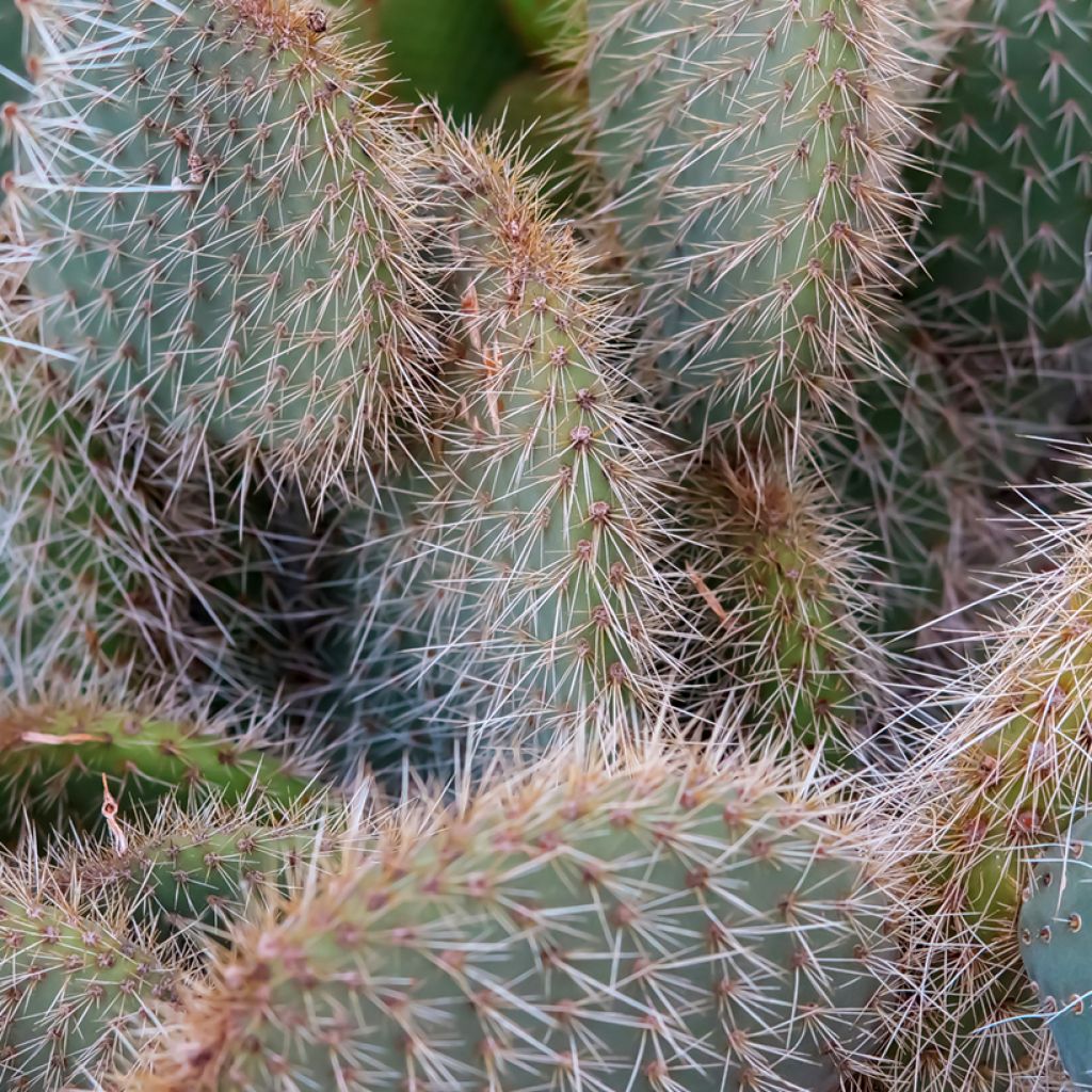 Opuntia leucotricha - Cactus raquette