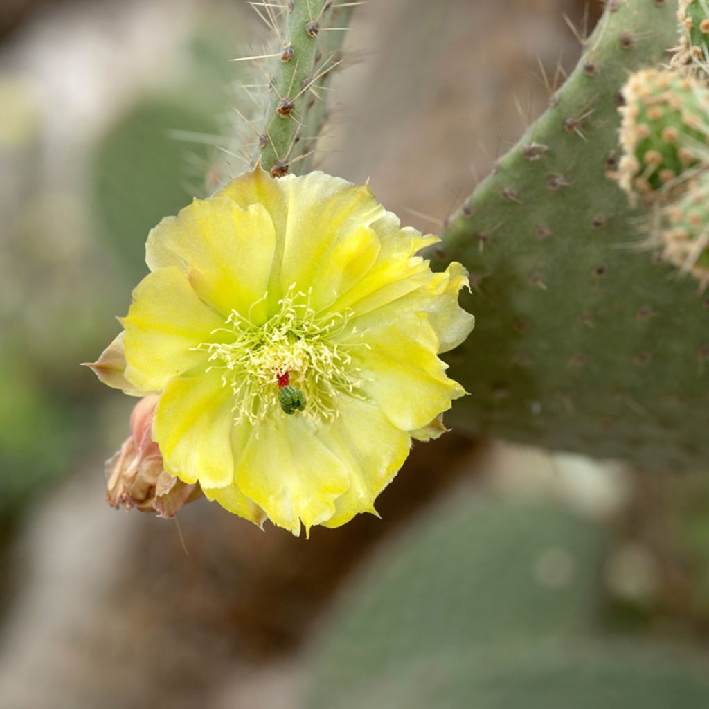 Opuntia leucotricha - Cactus raquette