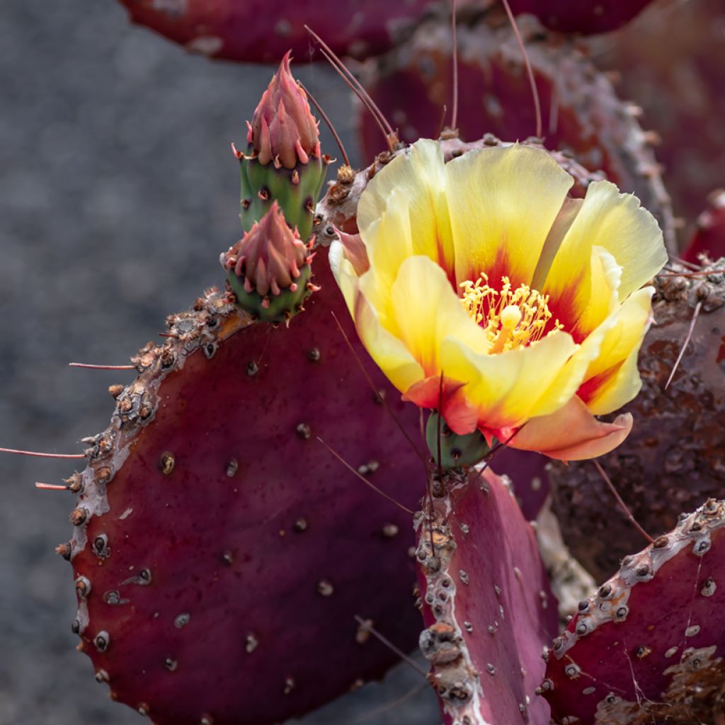 Opuntia macrocentra - Cactus raquette