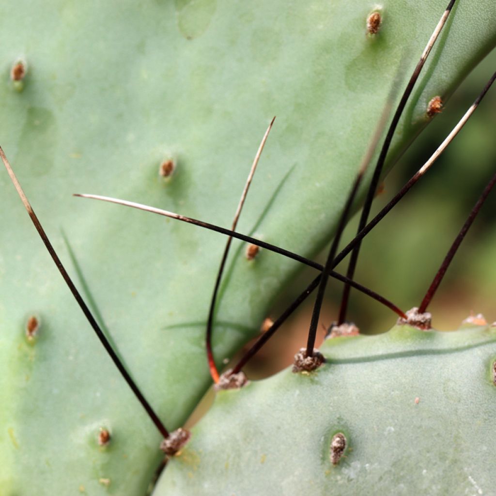 Opuntia macrocentra (épines noires) - Cactus raquette