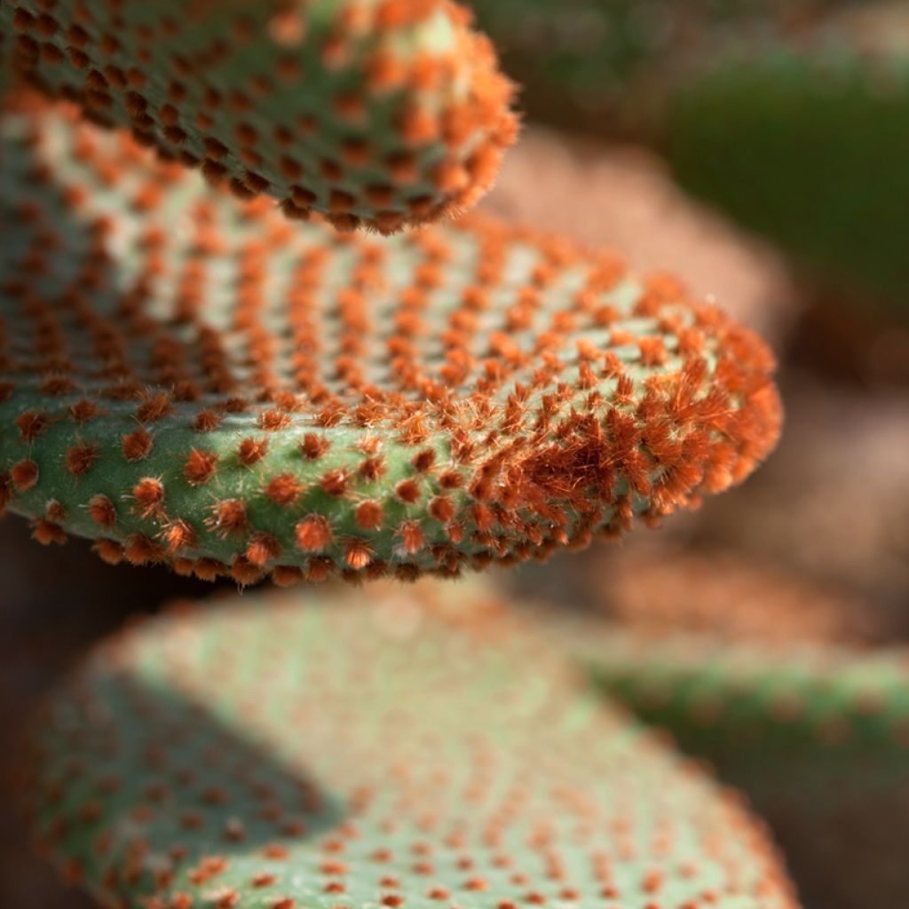 Opuntia microdasys var. rufida - Cactus raquette