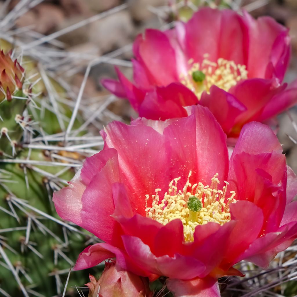 Opuntia polyacantha - Cactus raquette