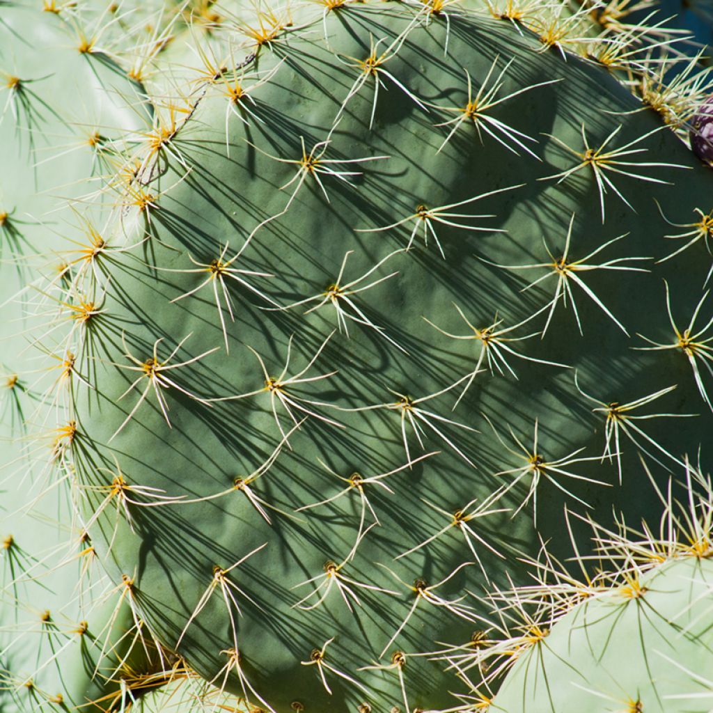 Opuntia robusta - Cactus raquette