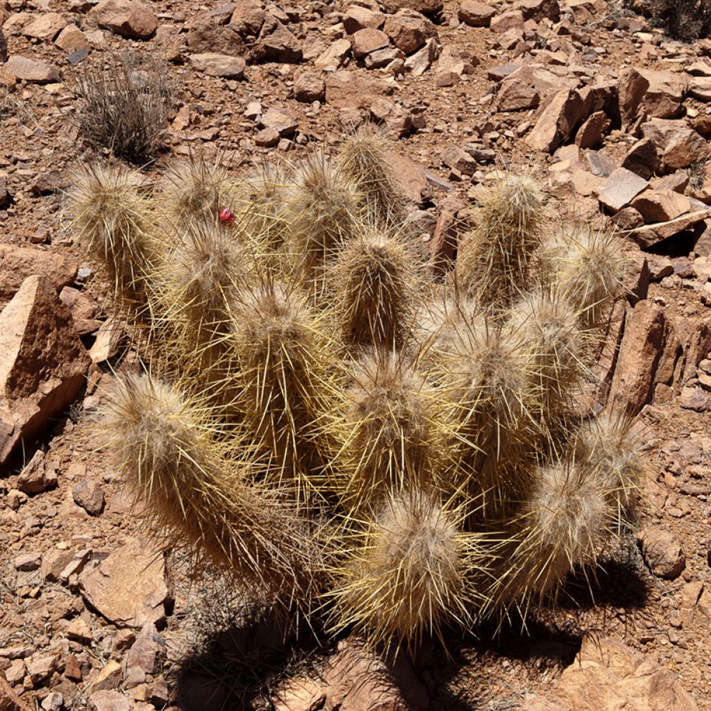 Oreocereus leucotrichus - Cactus cierge