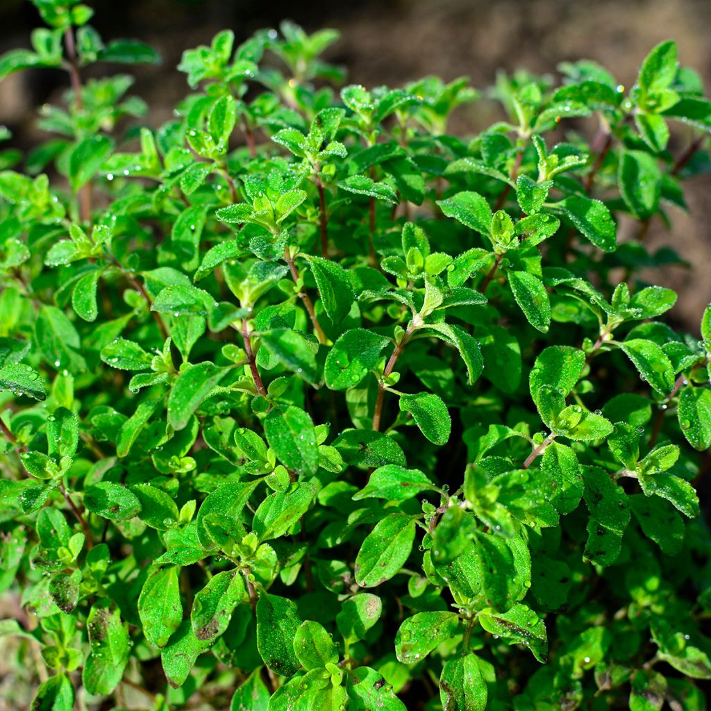 Orégano - Origanum vulgare