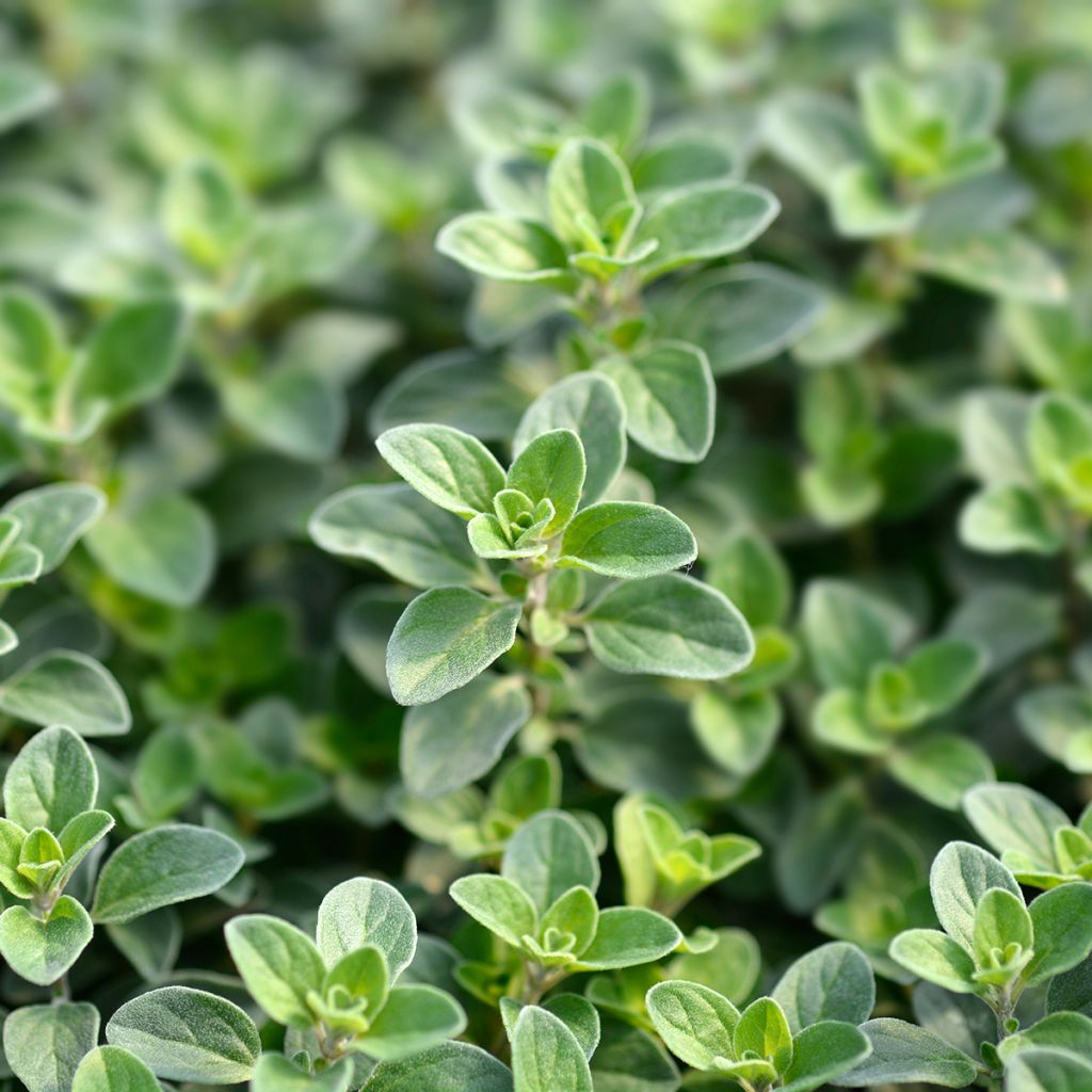 Orégano - Origanum vulgare