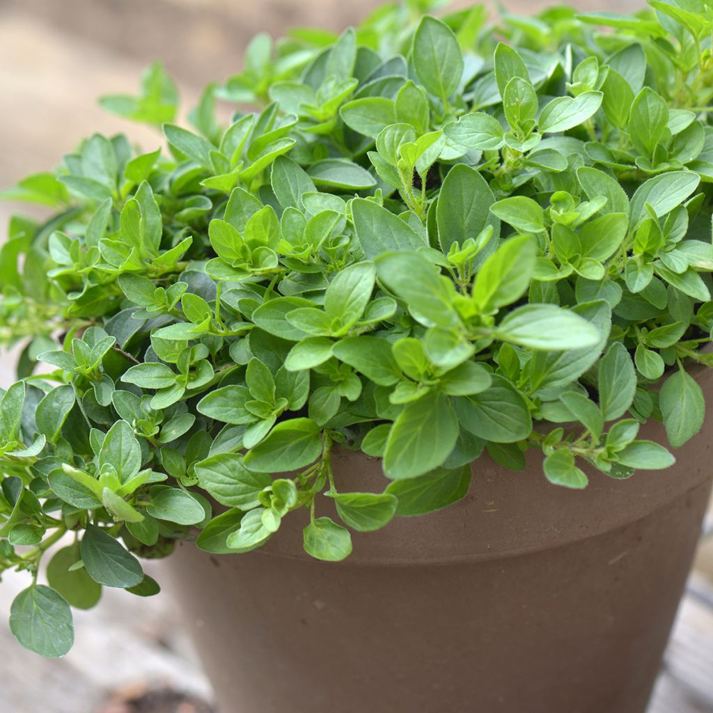 Orégano - Origanum vulgare
