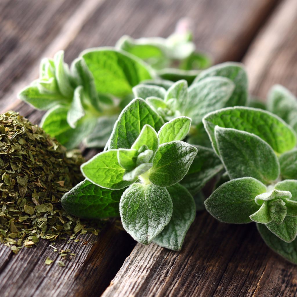 Orégano - Origanum vulgare