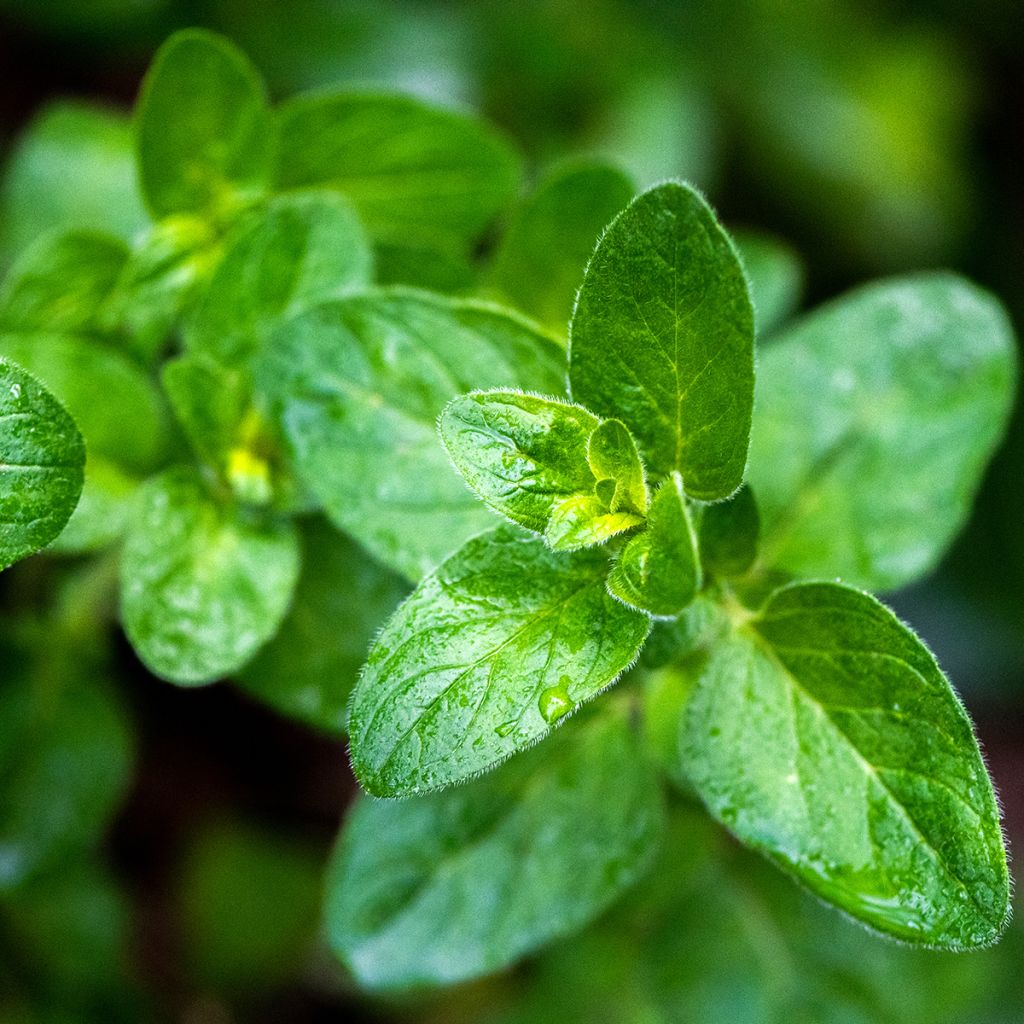 Orégano - Origanum vulgare