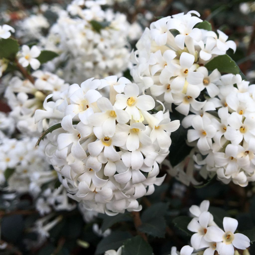 Osmanthus delavayi Perfume of Nature® - Delavay Osmanthus, Delavay Tea Olive, Fragrant Olive