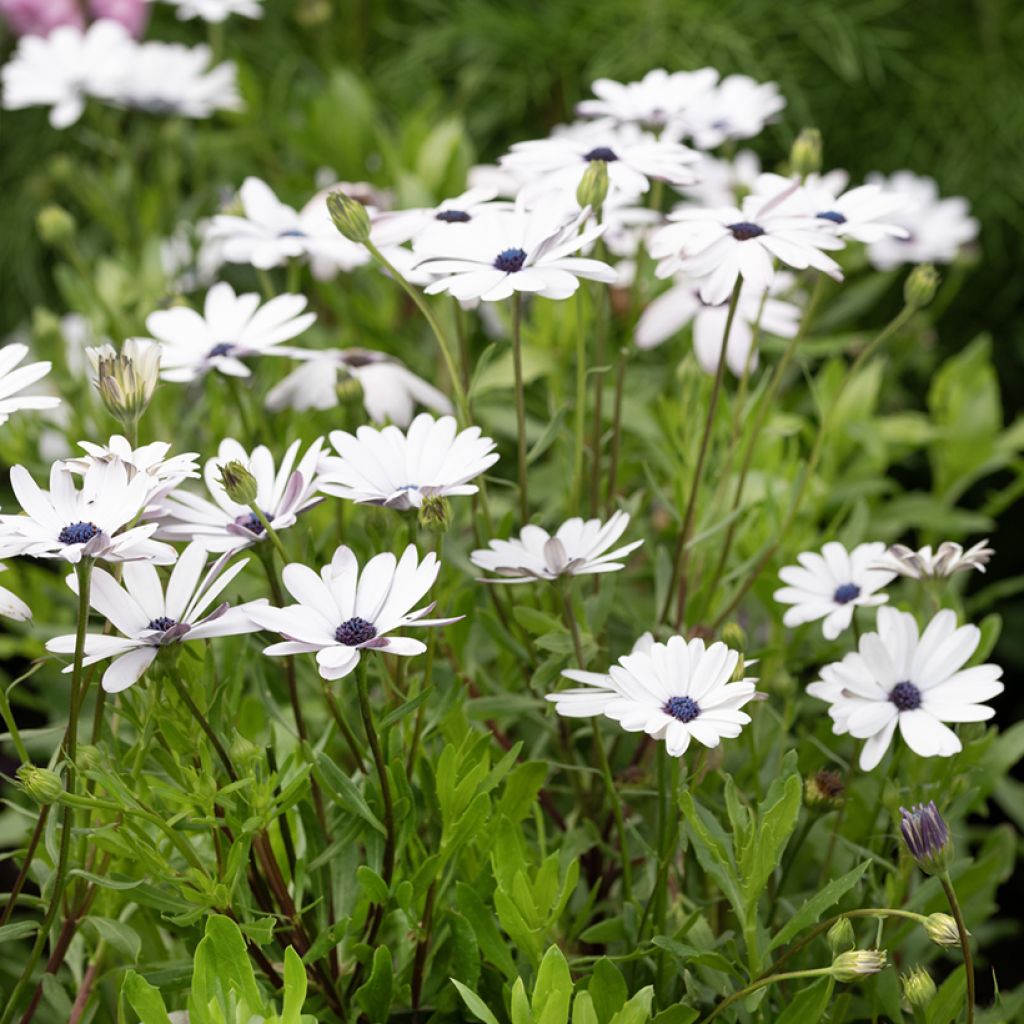 Osteospermum Glistening White - Margarita del Cabo