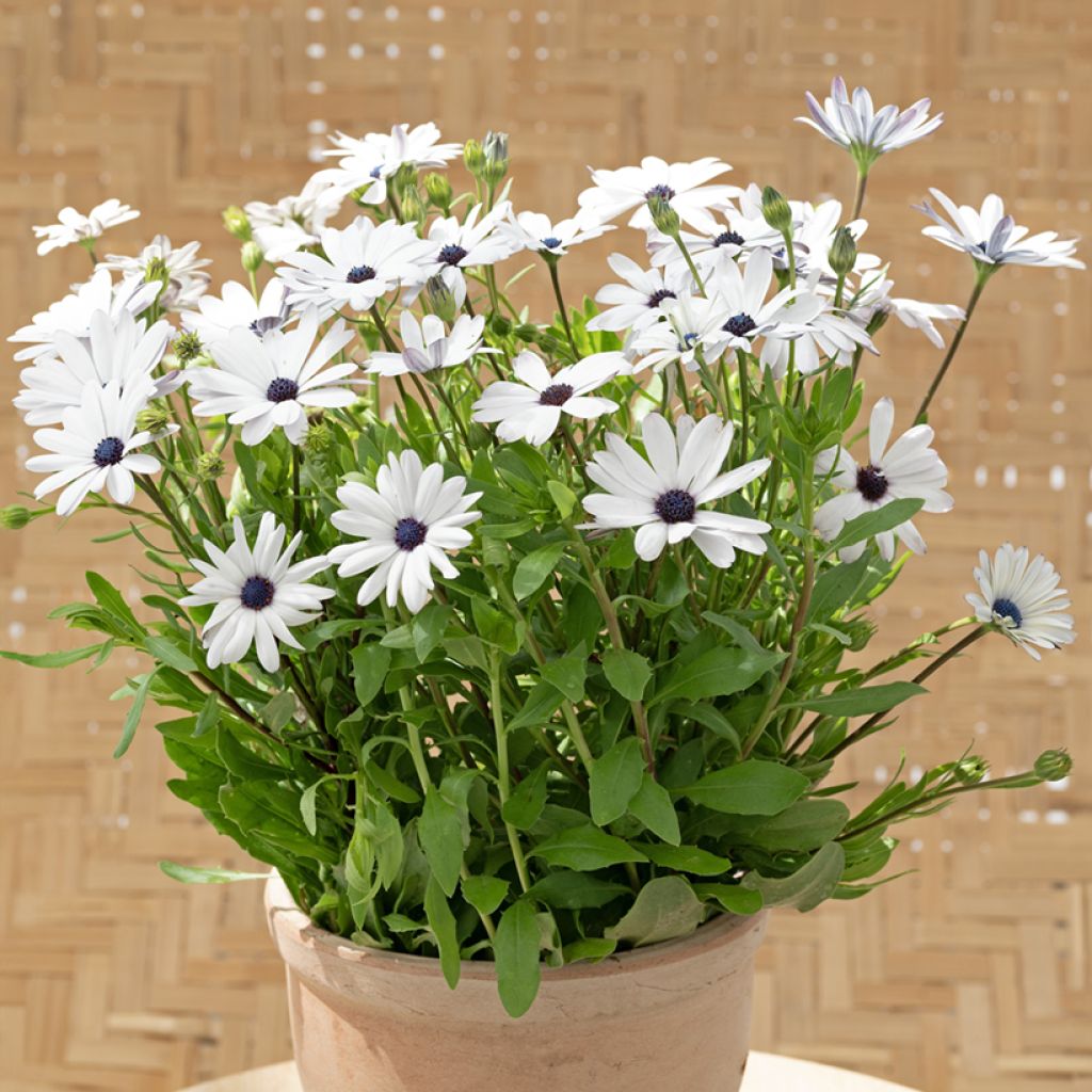Osteospermum Glistening White - Margarita del Cabo